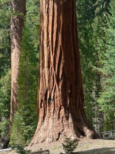 25 seed per pack Sequoiadendron giganteum Giant Sequoia Sierra Redwood