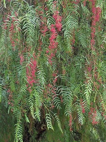 10 seed per pack Schinus molle California Pepper Tree Peppercorn Tree