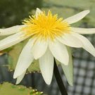 5 seed per pack Nymphaea ampla Dotleaf Waterlily White Lotus White Water Lily