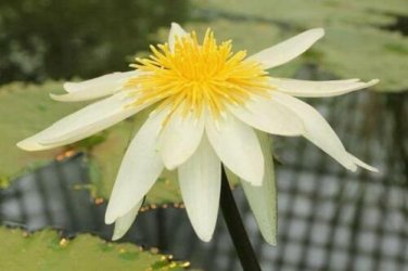 5 seed per pack Nymphaea ampla Dotleaf Waterlily White Lotus White Water Lily