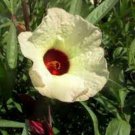 10 seed per pack Hibiscus sabdariffa Yellow Flower Roselle Karkadeh Pundi Palle