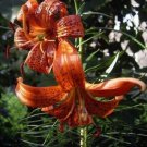 5 seed per pack Lilium davidii Turk's Cap Lily David's Lily