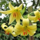 10 seed per pack Lilium szovitsianum Crimson-Anthered or Tall Sulphur-Flowered Lily