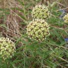10 seed per pack Asclepias asperula Green-Flowered Milkweed Spider Antelope Horns