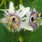 5 seed per pack Passiflora morifolia Woodland Passion Flower