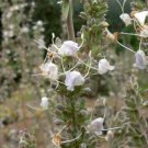 100 seed per pack Salvia apiana White Sage White Sacred Sage Bee Sage