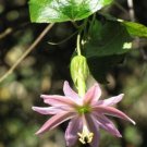 20 seed per pack Passiflora mollissima Curuba Banana Poka Banana Passion Fruit