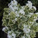 5 seed per pack Lunaria annua alba variegated Honesty Money Plant 'Variegata Alba'