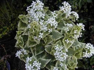 5 seed per pack Lunaria annua alba variegated Honesty Money Plant 'Variegata Alba'