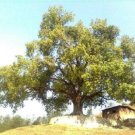 50 seed per pack Ficus religiosa Sacred Fig Ashwattha or Bodhi Tree