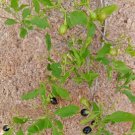 10 seed per pack Jasminum trichotomum Kattumalli