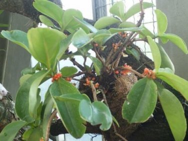 25 seed per pack Medinilla succulenta