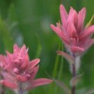 10 seed per pack Castilleja rhexifolia Alpine Paintbrush Pink Paintbrush