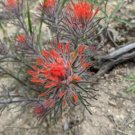 10 seed per pack Castilleja covilleana Coville's Indian Paintbrush