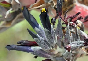 10 seed per pack Puya coerulea var. violacea Puya Bromeliad Species