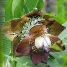 10 seed per pack Ensete superbum Cliff or False Banana