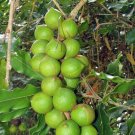 10 seed per pack Macadamia integrifolia Queensland Nut