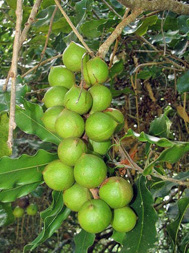 10 seed per pack Macadamia integrifolia Queensland Nut