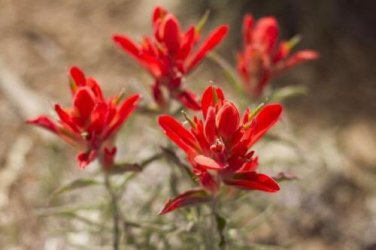 10 seed per pack Castilleja integra Whole-leaf Indian Paintbrush
