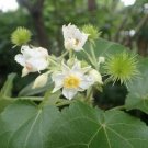 10 seed per pack Entelea arborescens Whau New Zealand Mulberry Corkwood