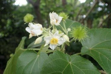 10 seed per pack Entelea arborescens Whau New Zealand Mulberry Corkwood