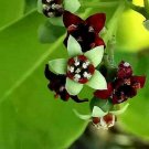 5 seed per pack Santalum album Chandana Indian or White Sandalwood