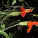 20 seed per pack Erythranthe cardinalis Scarlet or Crimson Monkeyflower