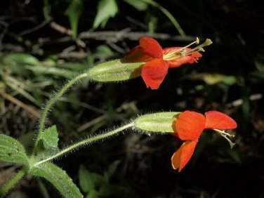 20 seed per pack Erythranthe cardinalis Scarlet or Crimson Monkeyflower