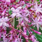 20 seed per pack Fuchsia paniculata Shrubby or Paniculate Fuchsia