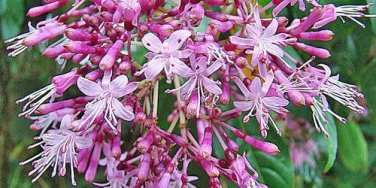 20 seed per pack Fuchsia paniculata Shrubby or Paniculate Fuchsia