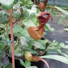5 seed per pack Aristolochia macroura Dutchman's Pipe