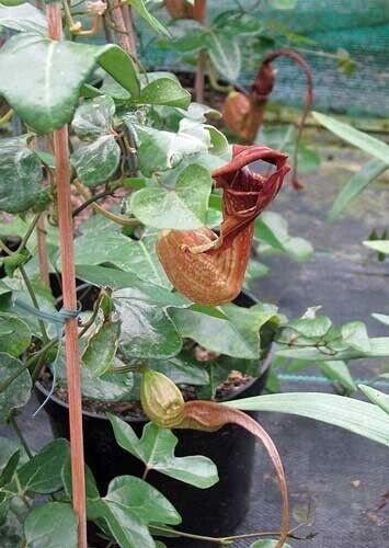 5 seed per pack Aristolochia macroura Dutchman's Pipe