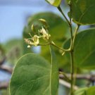 5 seed per pack Bauhinia racemosa Bidi Leaf Tree Sonpatta