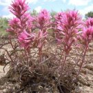 10 seed per pack Castilleja angustifolia Northwestern or Desert Indian Paintbrush