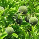 10 seed per pack Citrus trifoliata Flying Dragon Bitter Orange