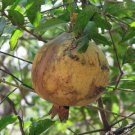 10 seed per pack Punica granatum White Pomegranate Babylon White