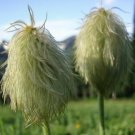 10 seed per pack Anemone occidentalis Western Anemone Western Pasqueflower