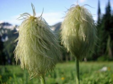 10 seed per pack Anemone occidentalis Western Anemone Western Pasqueflower