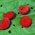 10 seed per pack Rubus parviflorus Thimbleberry Redcaps Brambles