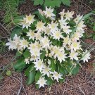 5 seed per pack Lewisiopsis tweedyi Tweedy's lewisia or Bitterroot