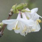 100 seed per pack Lonicera fragrantissima Chinese Honeysuckle January Jasmine