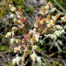 20 seed per pack Dudleya lanceolata Lanceleaf Liveforever
