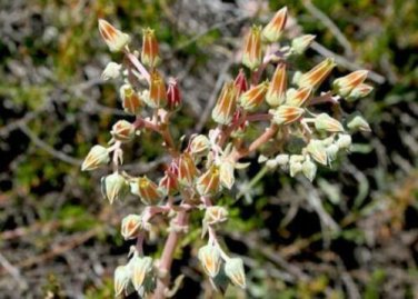 20 seed per pack Dudleya lanceolata Lanceleaf Liveforever