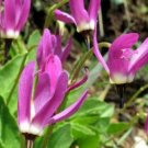 20 seed per pack Dodecatheon austrofrigidum Frigid Shooting Star Tundra Shootingstar