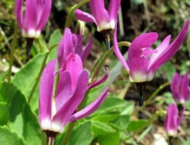 20 seed per pack Dodecatheon austrofrigidum Frigid Shooting Star Tundra Shootingstar