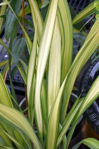5 seed per pack Phormium tenax New Zealand Flax 'Yellow Wave'