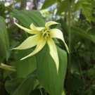 5 seed per pack Uvularia grandiflora Large-Flowered Bellwort Merrybells