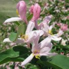 5 seed per pack Lonicera tartarica Tartarian Honeysuckle