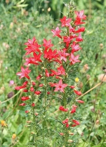 10 seed per pack Ipomopsis rubra Texas Plume Scarlet Gilia