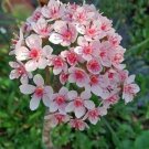 10 seed per pack Darmera peltata Indian Rhubarb Umbrella Plant